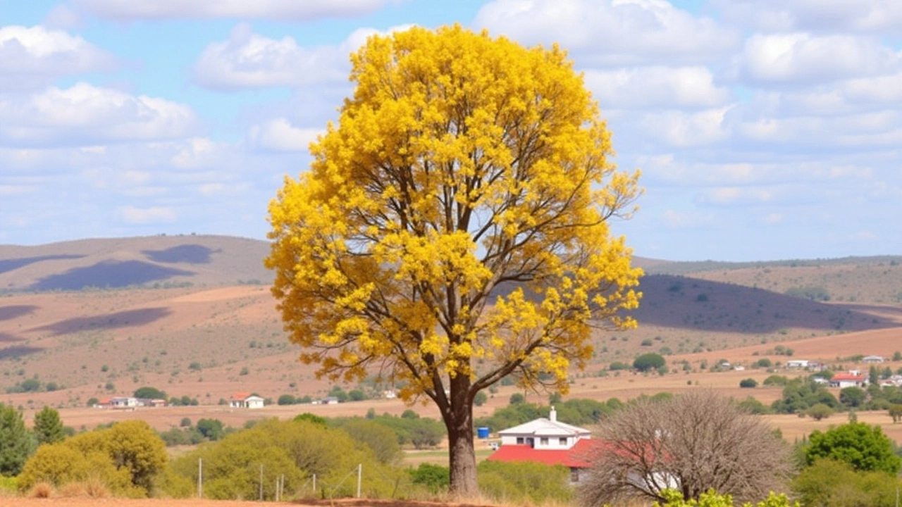 Primavera 2024 em Sergipe: Altas Temperaturas e Previsões Climáticas