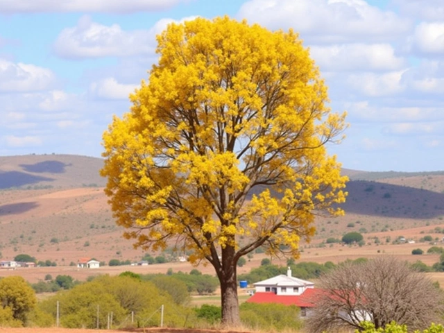 Primavera 2024 em Sergipe: Altas Temperaturas e Previsões Climáticas